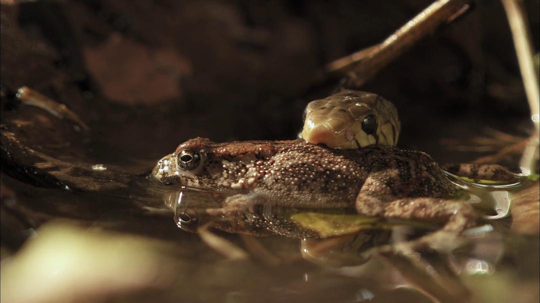 眼镜蛇黑手党 Cobra Mafia