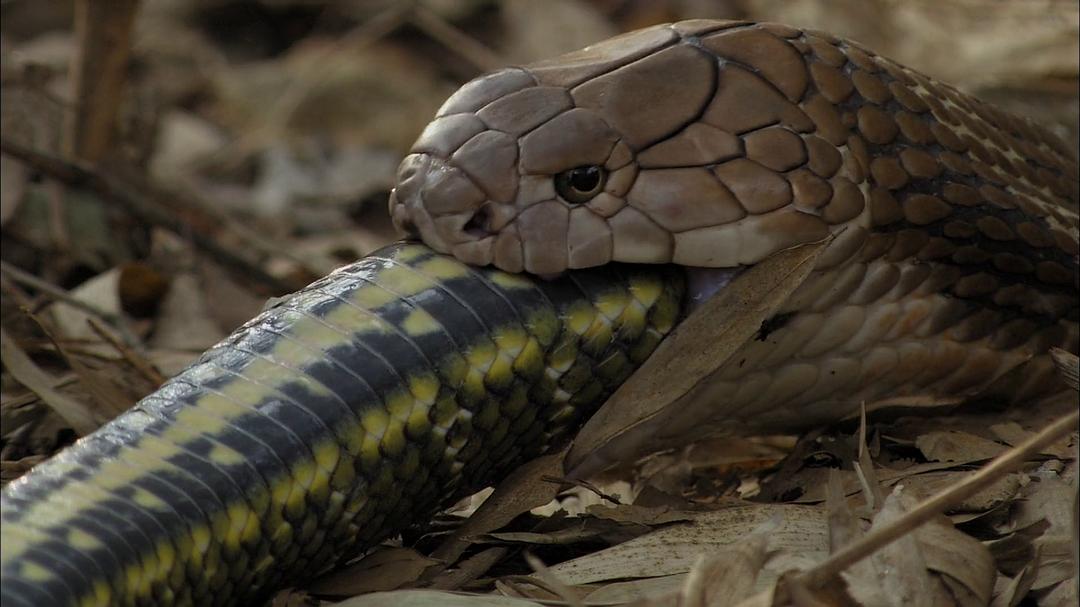 眼镜蛇黑手党 Cobra Mafia