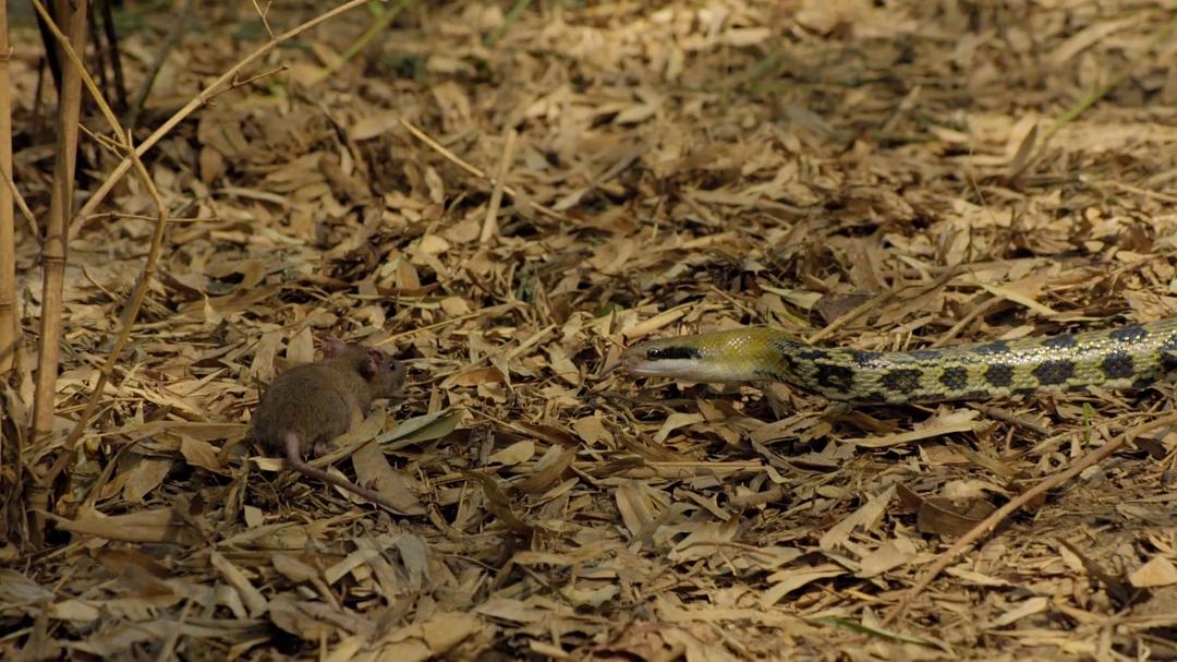 眼镜蛇黑手党 Cobra Mafia