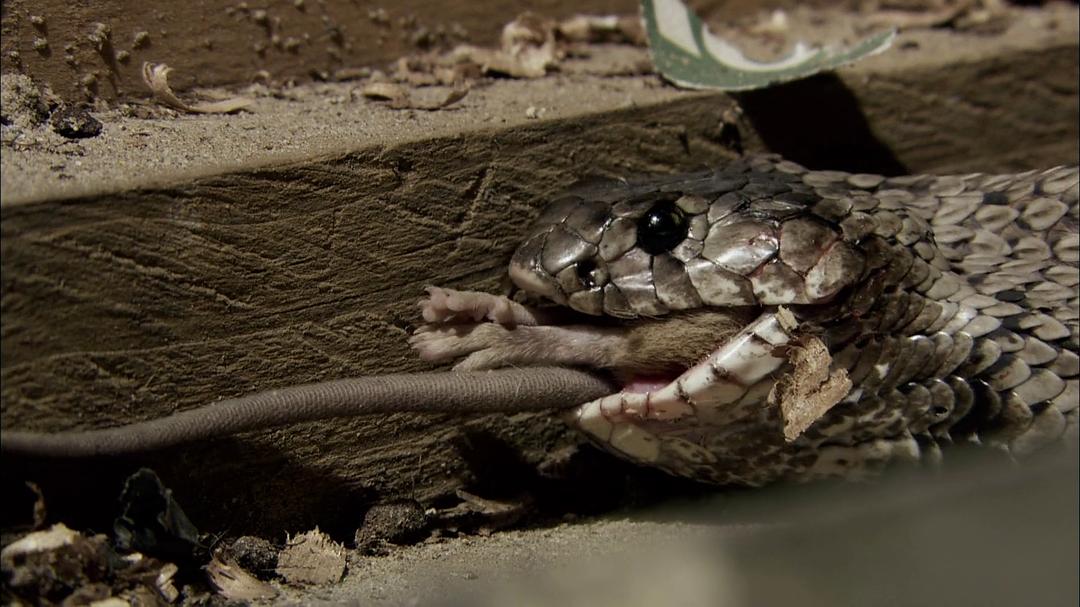 眼镜蛇黑手党 Cobra Mafia