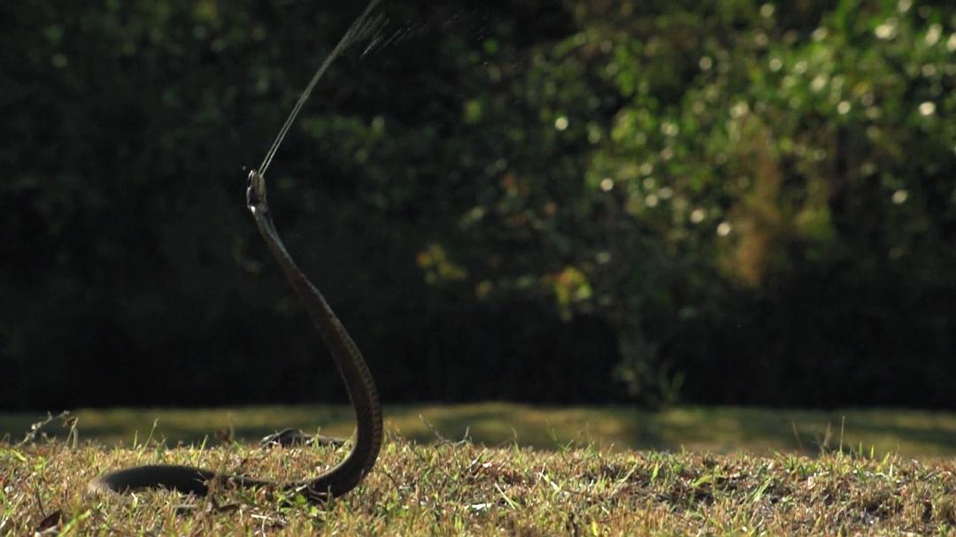 眼镜蛇黑手党 Cobra Mafia