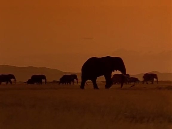 国家地理百年纪念典藏:与象共舞 Coming of Age with Elephants