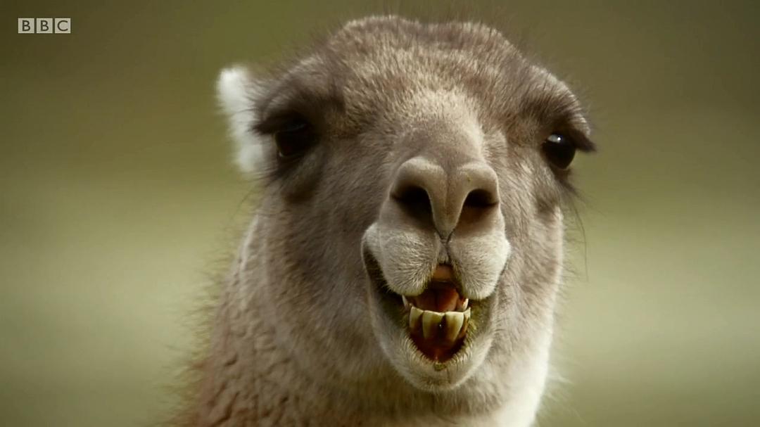 帕塔哥尼亚:神秘天堂 Patagonia: Earth's Secret Paradise