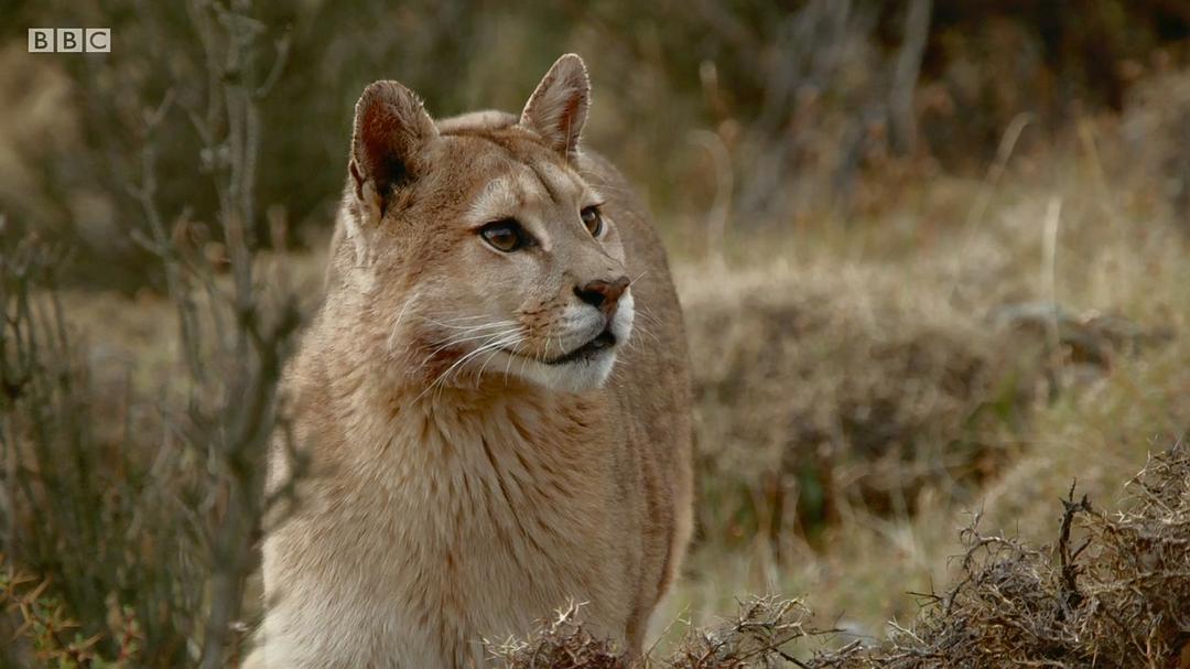 帕塔哥尼亚:神秘天堂 Patagonia: Earth's Secret Paradise
