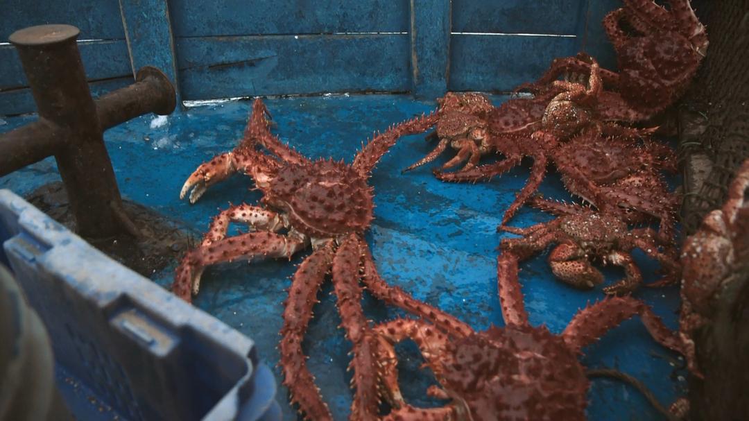 帕塔哥尼亚:神秘天堂 Patagonia: Earth's Secret Paradise