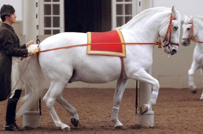 白雪名驹 PBS:Nature: Legendary White Stallions