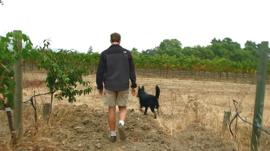 葡萄酒进瓶的那些事 SOMM: Into the Bottle