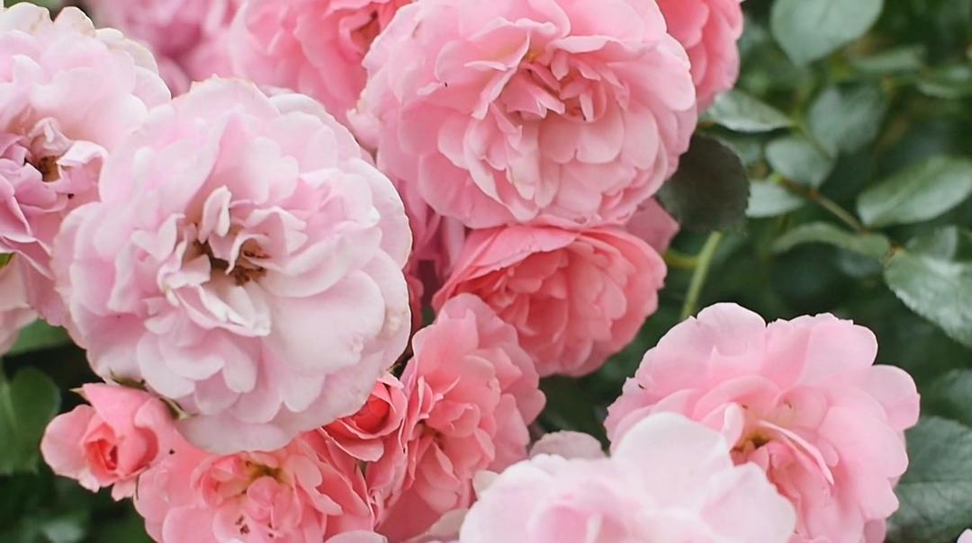 葡萄酒进瓶的那些事 SOMM: Into the Bottle