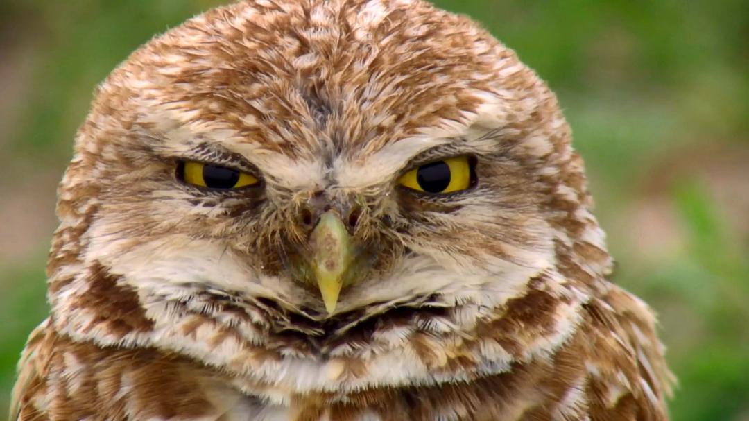 世界上最狡猾的动物 World's Sneakiest Animals