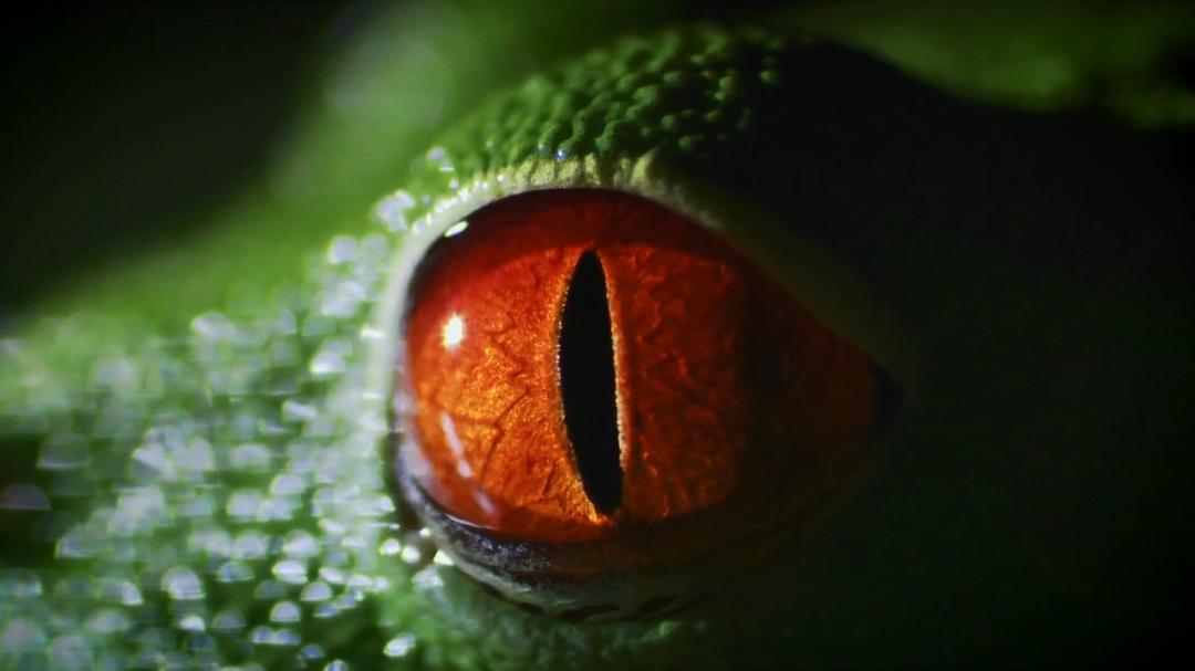 世界上最狡猾的动物 World's Sneakiest Animals