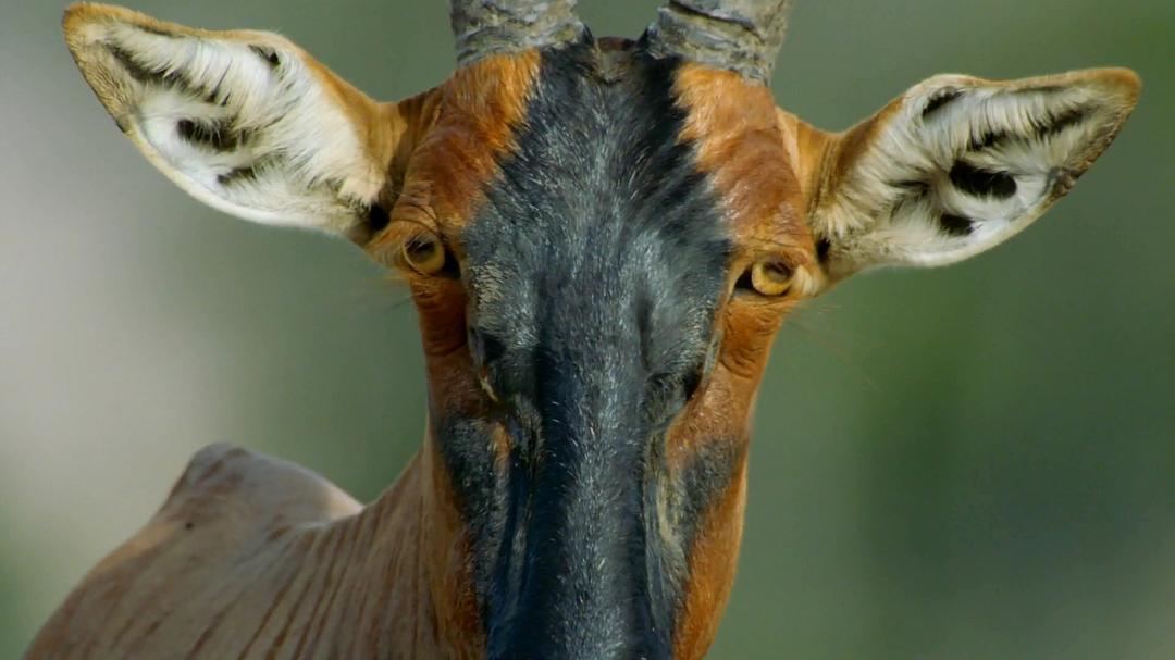 世界上最狡猾的动物 World's Sneakiest Animals