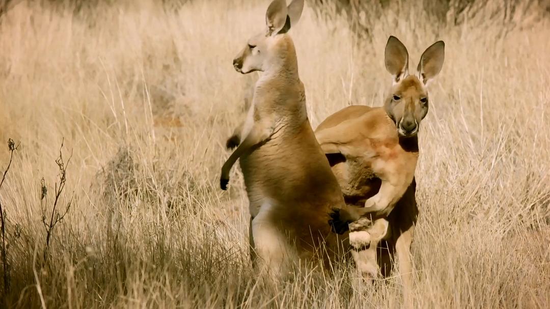 世界上最狡猾的动物 World's Sneakiest Animals