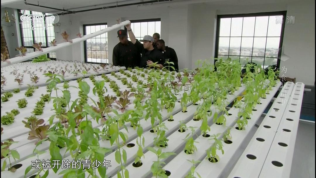 为食物辩护 In Defense of Food