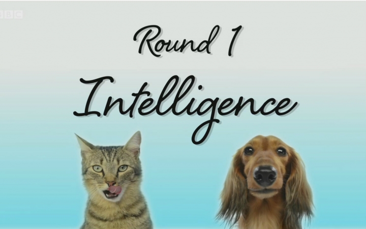 喵汪大比拼 cats v dogs which is best