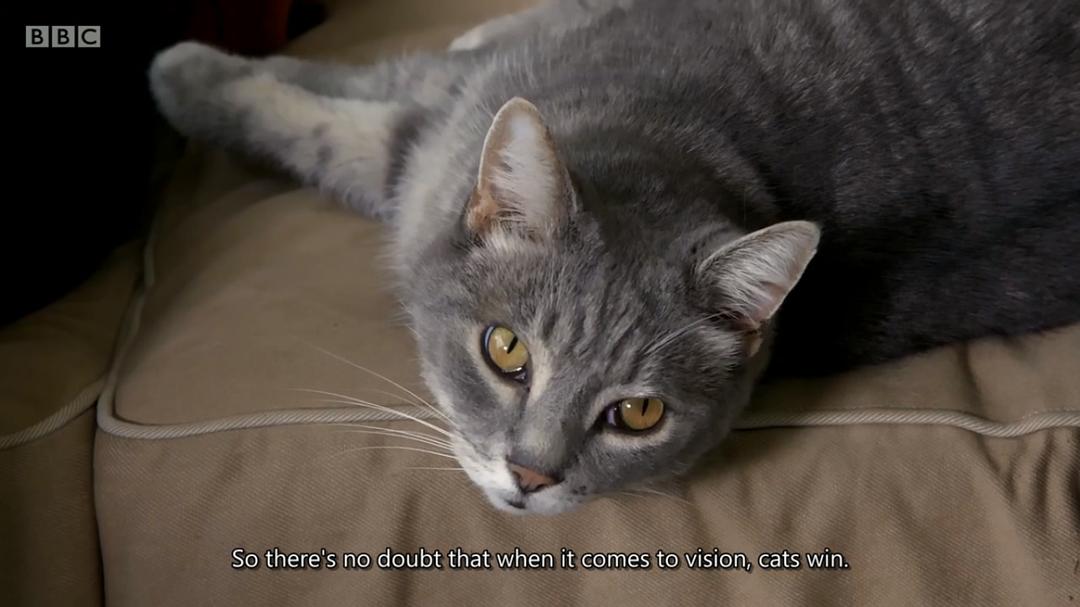 喵汪大比拼 cats v dogs which is best