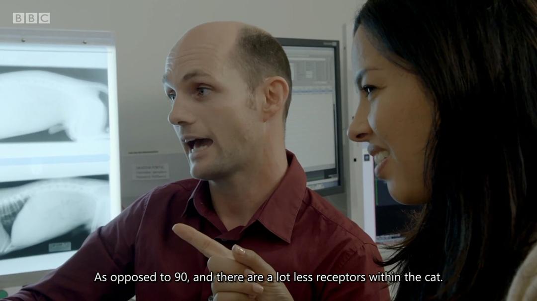 喵汪大比拼 cats v dogs which is best