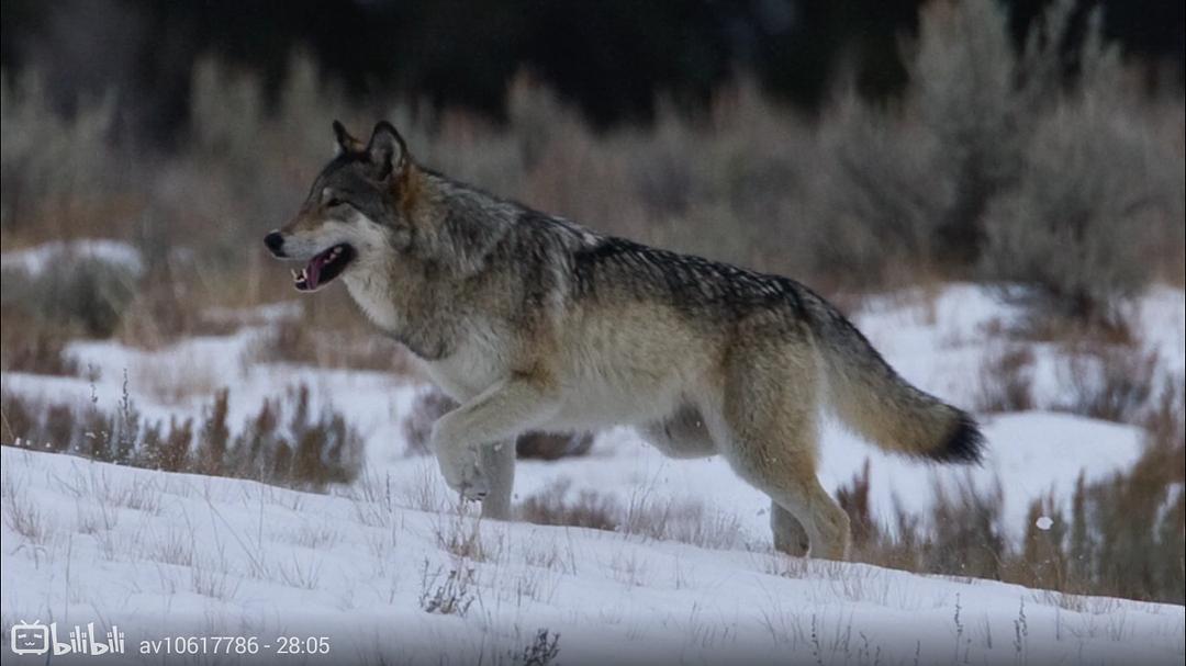 狼医学 Medicine of the Wolf