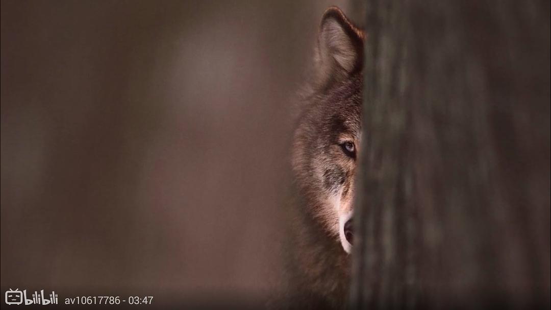 狼医学 Medicine of the Wolf