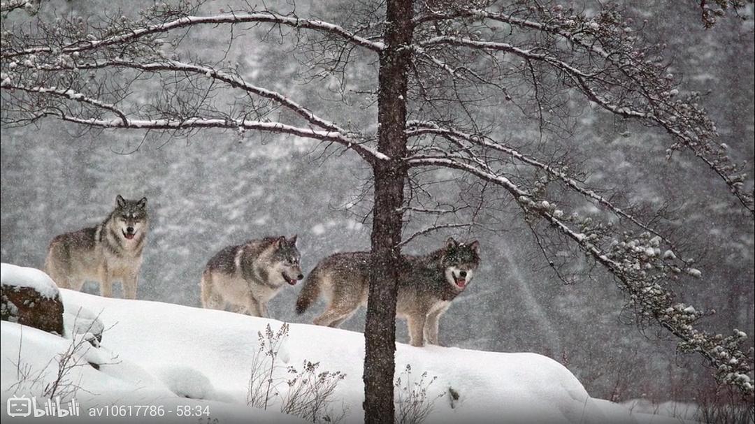 狼医学 Medicine of the Wolf