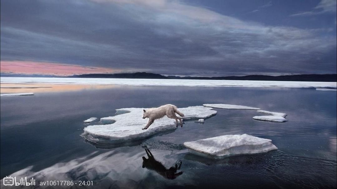 狼医学 Medicine of the Wolf