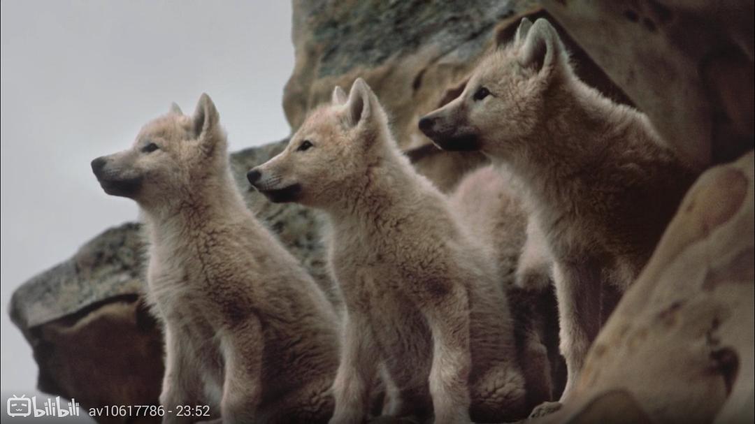 狼医学 Medicine of the Wolf