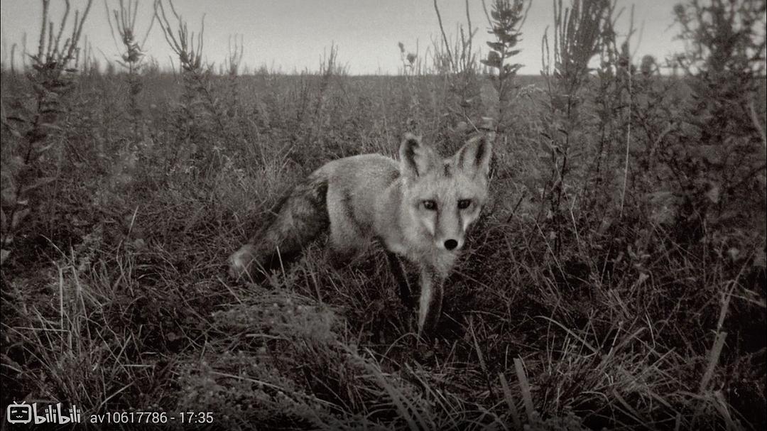 狼医学 Medicine of the Wolf