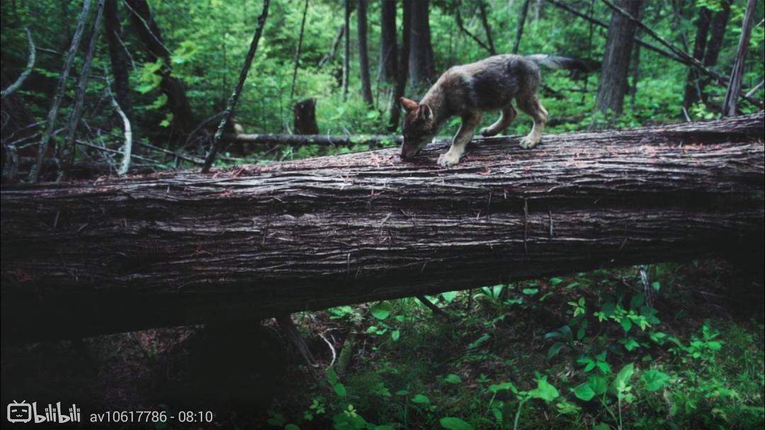 狼医学 Medicine of the Wolf