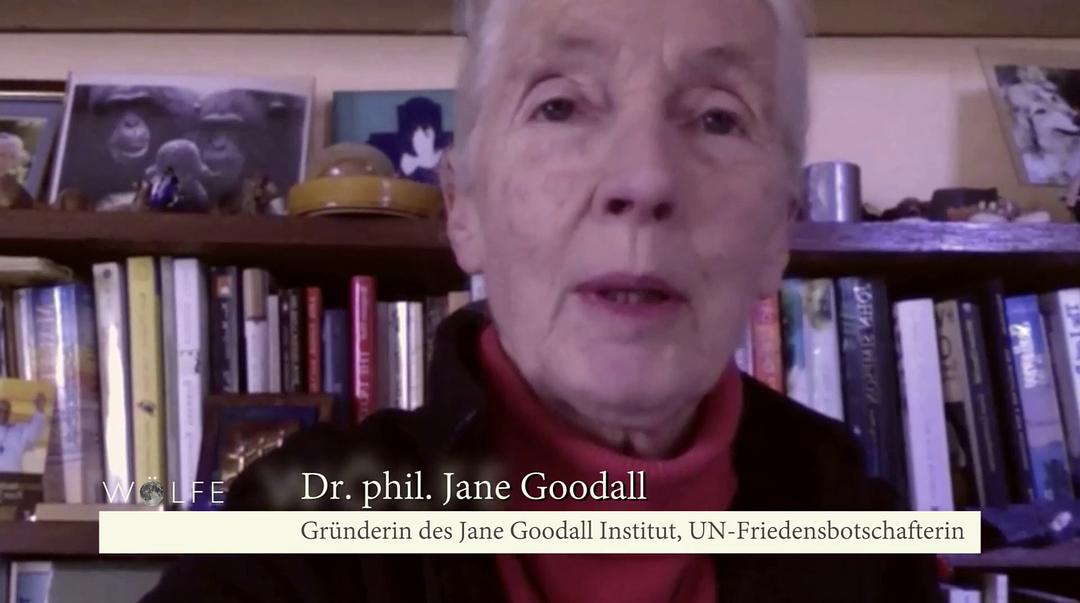 狼医学 Medicine of the Wolf