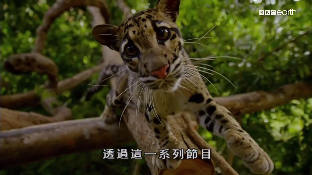猫科动物的故事 The Story of Cats