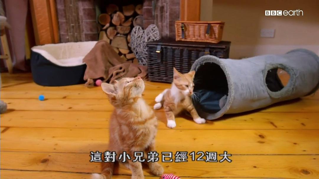猫科动物的故事 The Story of Cats