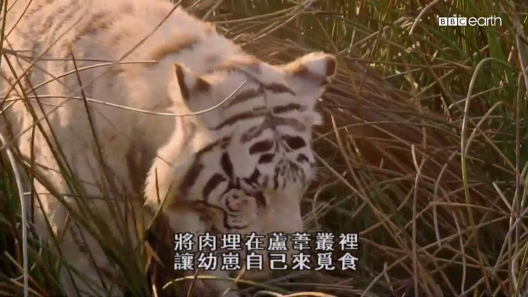 猫科动物的故事 The Story of Cats