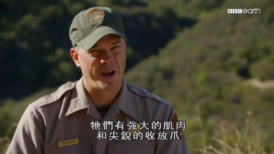 猫科动物的故事 The Story of Cats