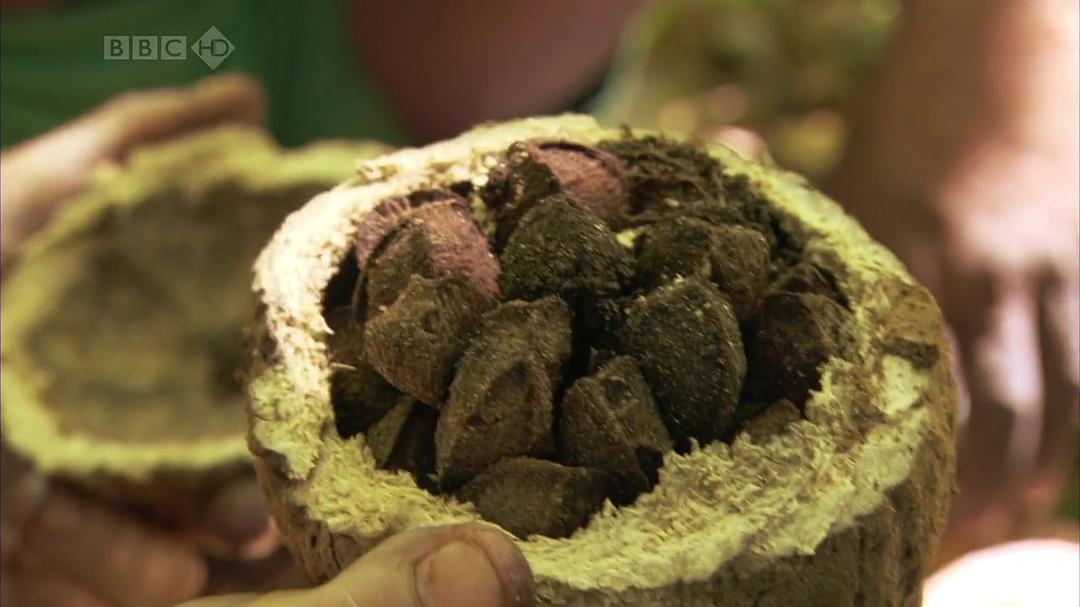 与布鲁斯·帕里游亚马逊 Amazon with Bruce Parry