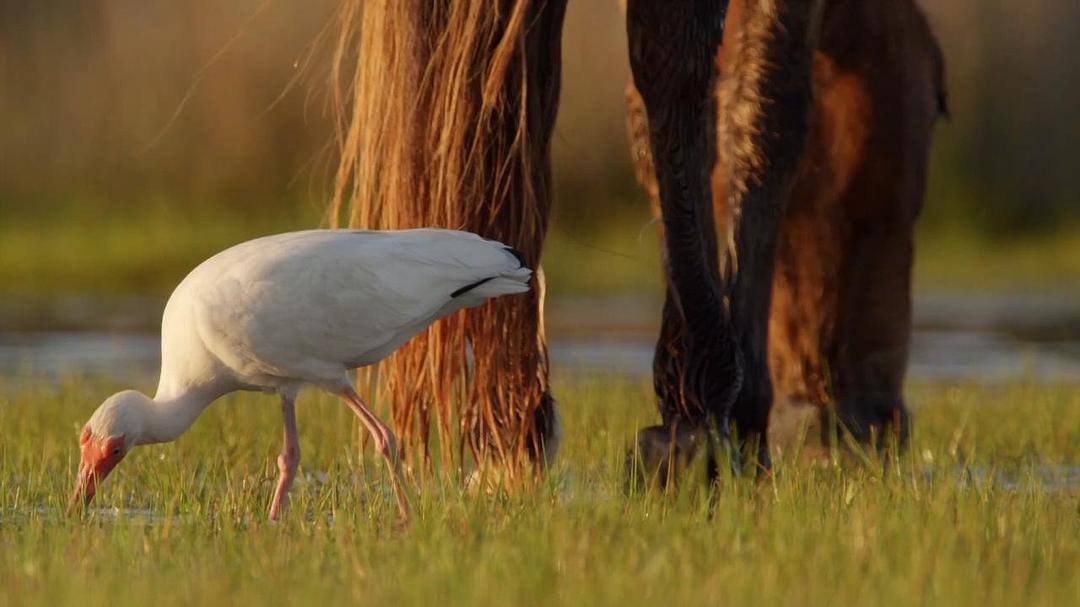 大西洋:地球最狂野的海洋 Atlantic: The Wildest Ocean on Earth