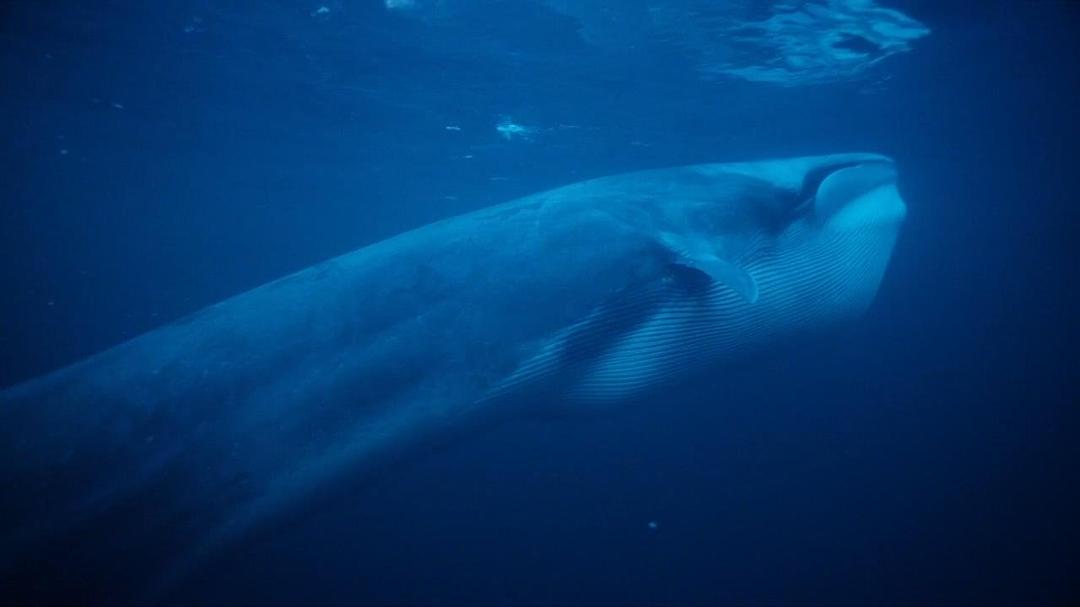 大西洋:地球最狂野的海洋 Atlantic: The Wildest Ocean on Earth