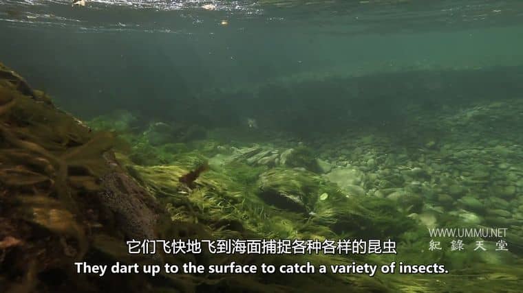 大西洋鲑鱼:迷失在海上 Atlantic Salmon: Lost at Sea