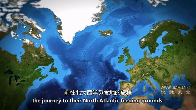 大西洋鲑鱼:迷失在海上 Atlantic Salmon: Lost at Sea