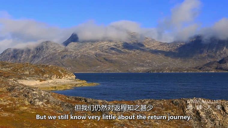 大西洋鲑鱼:迷失在海上 Atlantic Salmon: Lost at Sea