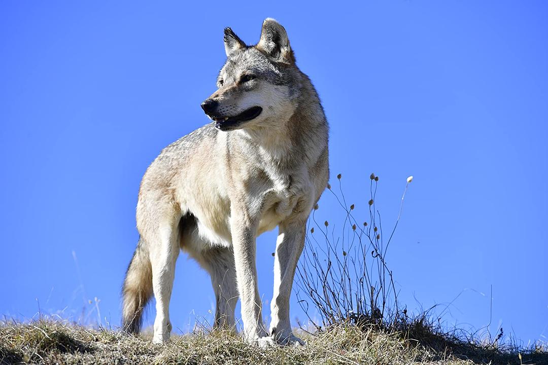 狼之旅 L’Odyssée du Loup