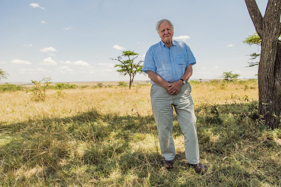 大卫·爱登堡:地球上的一段生命旅程 David Attenborough: A Life on Our Planet