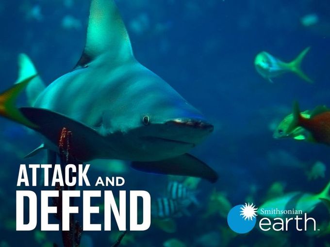 袭击和抵御 Attack and Defend