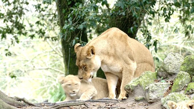 袭击和抵御 Attack and Defend