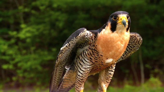 袭击和抵御 Attack and Defend