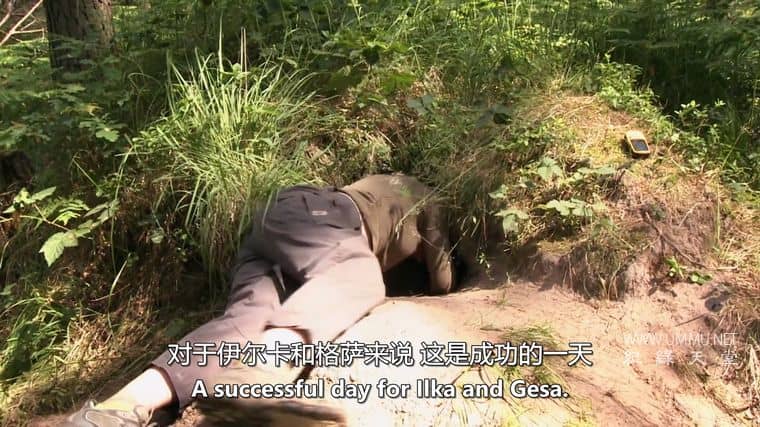 德国野狼—真实的面目 Germany's Wild Wolves – As They Really Are