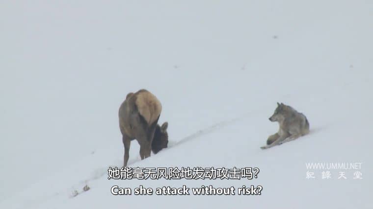 德国野狼—真实的面目 Germany's Wild Wolves – As They Really Are
