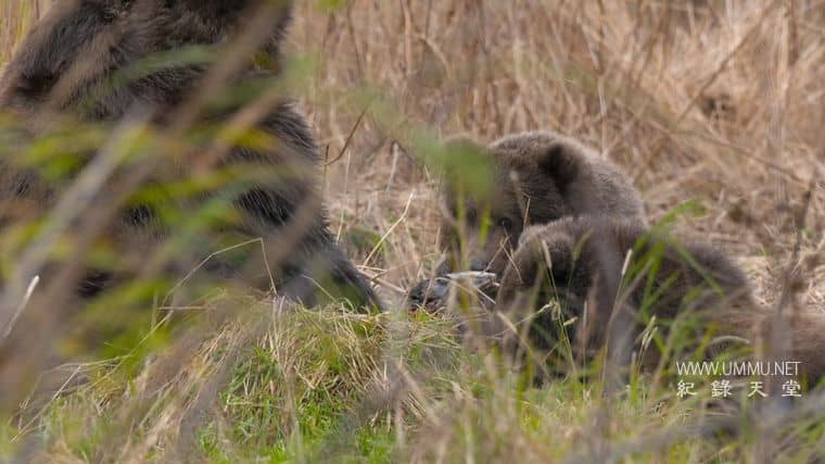 阿拉斯加生存战 Alaska's Grizzly Gauntlet