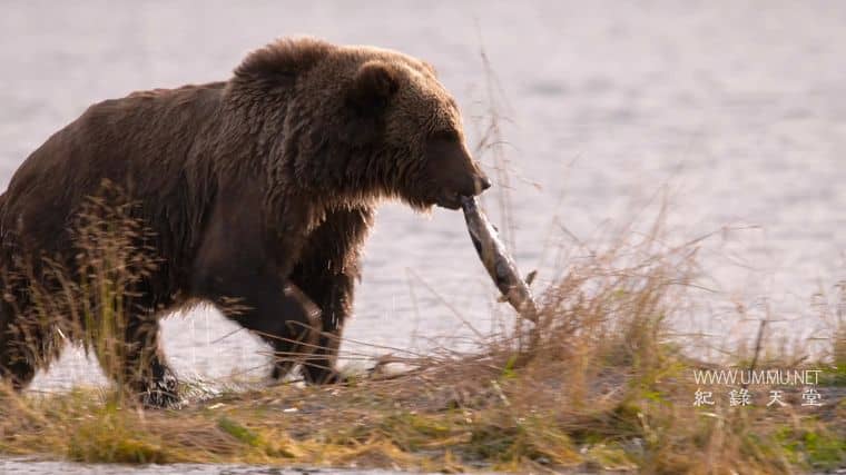 阿拉斯加生存战 Alaska's Grizzly Gauntlet