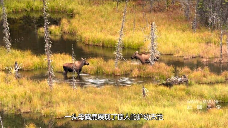 阿拉斯加生存战 Alaska's Grizzly Gauntlet