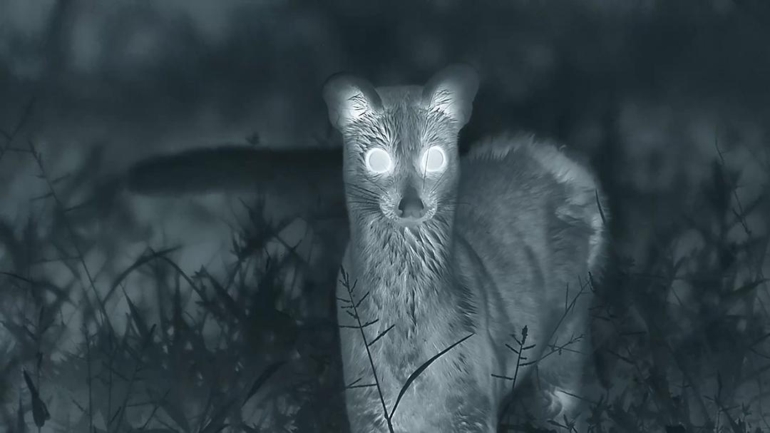 贝尔蒂·格雷戈里:与动物零距离 Animals Up Close with Bertie Gregory