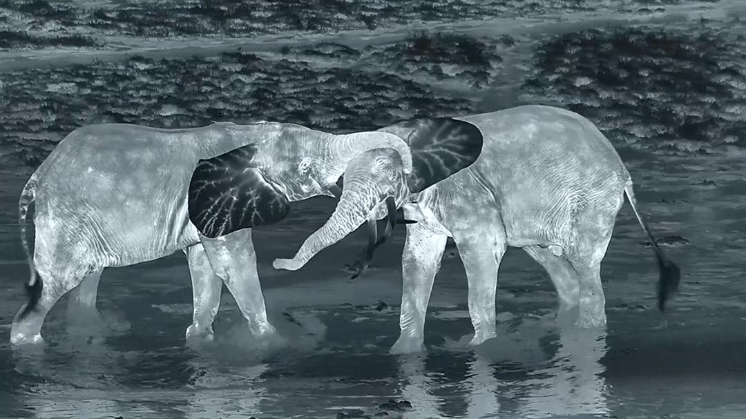 贝尔蒂·格雷戈里:与动物零距离 Animals Up Close with Bertie Gregory